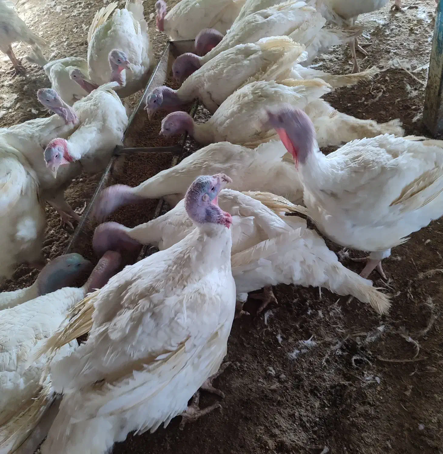 بوقلمون گوشتی ۱۵ تا ۱۸|حیوانات مزرعه|سبزوار, قصبه غربی|دیوار