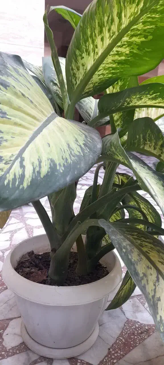 حراج گل|گل و گیاه طبیعی|بابل, |دیوار