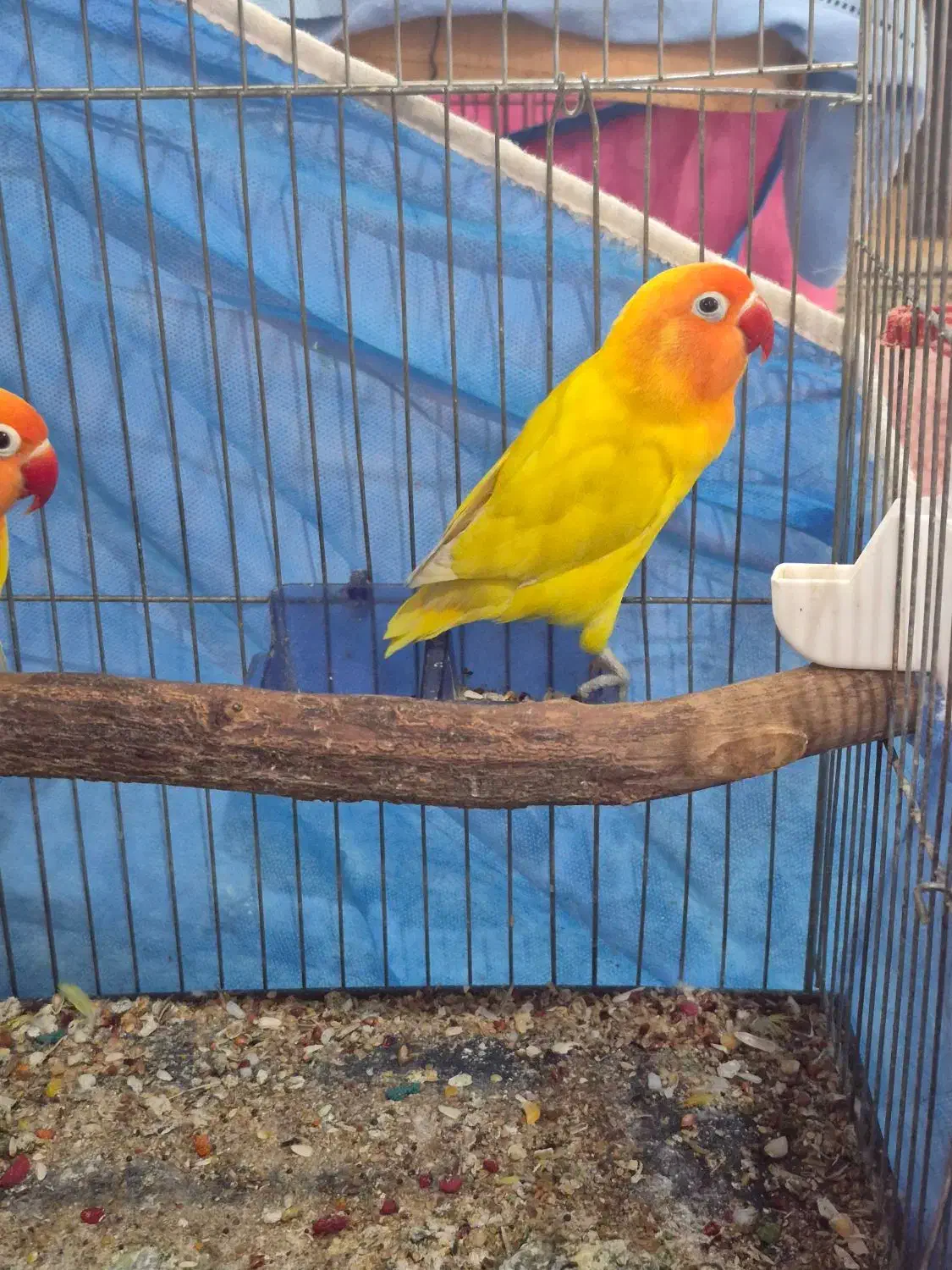 طوطی برزیلی فیشر طلایی کمیاب|پرنده|اهواز, کیانپارس |دیوار