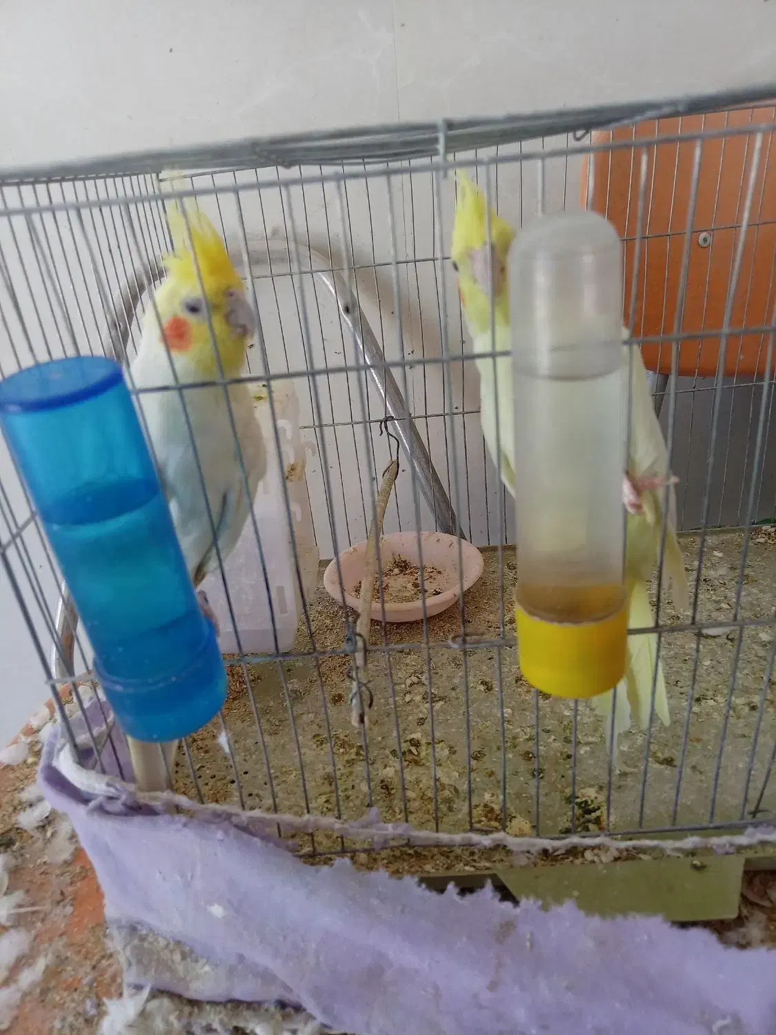 جفت عروس هلندی|پرنده|زرند, |دیوار