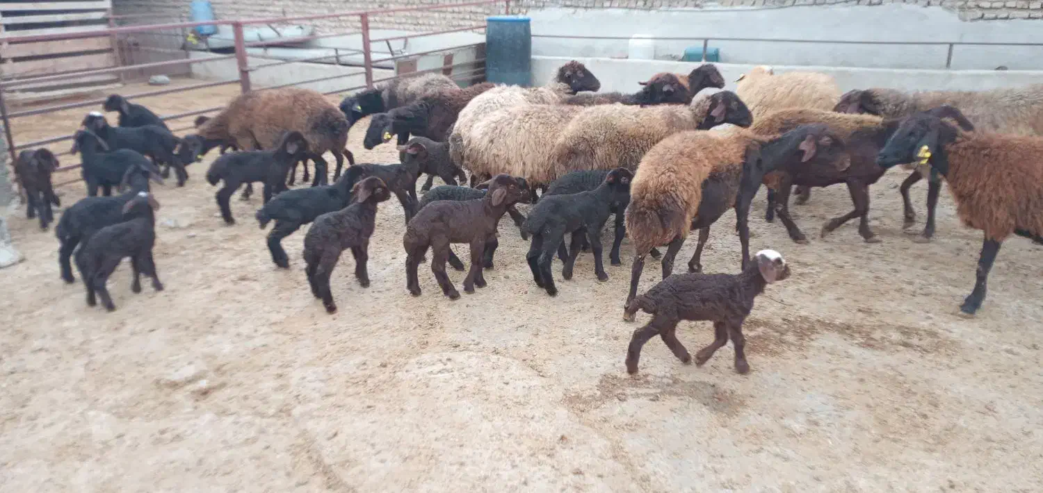 ۳۰ راس گوسفند بره دار میش و بره|حیوانات مزرعه|گرگان, |دیوار