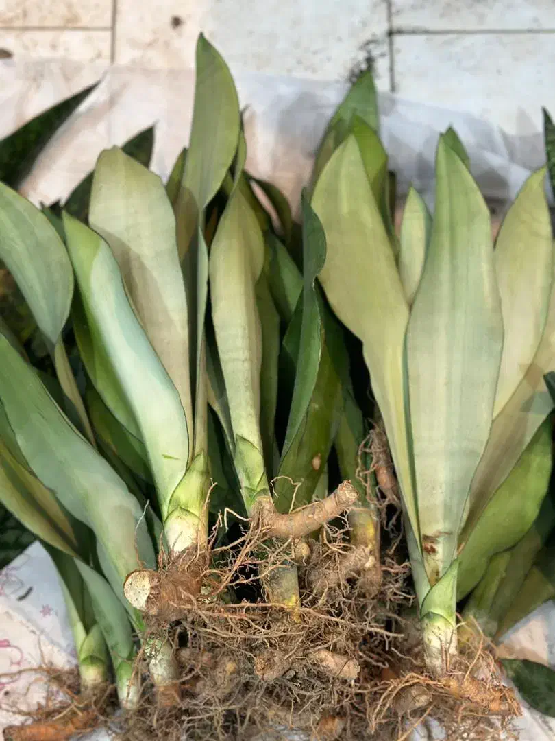 حراج سانسوریا غلافی ۵۰|گل و گیاه طبیعی|کازرون, |دیوار