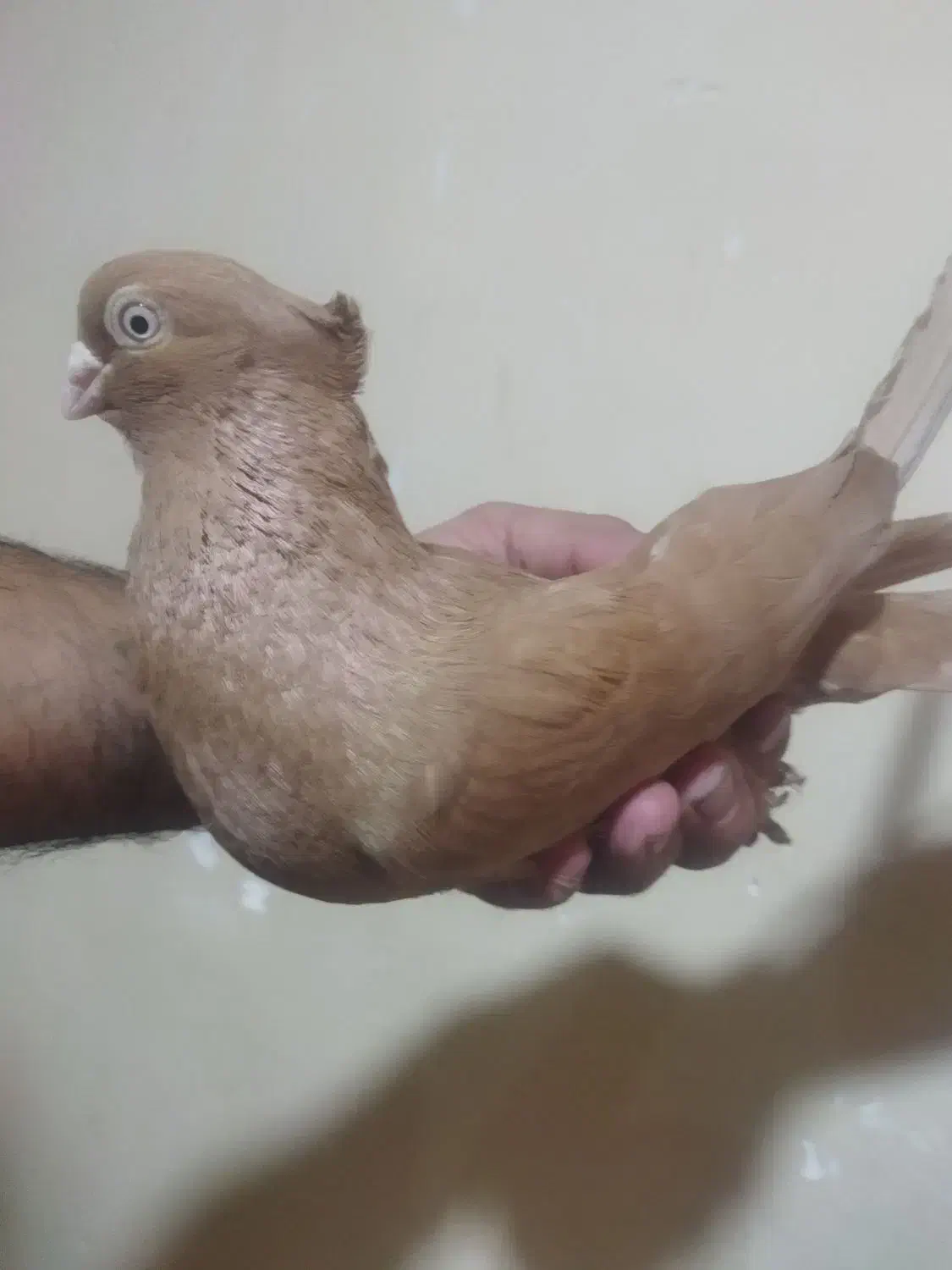 کبوتر دزدیه شده|حیوانات|ایذه, |دیوار