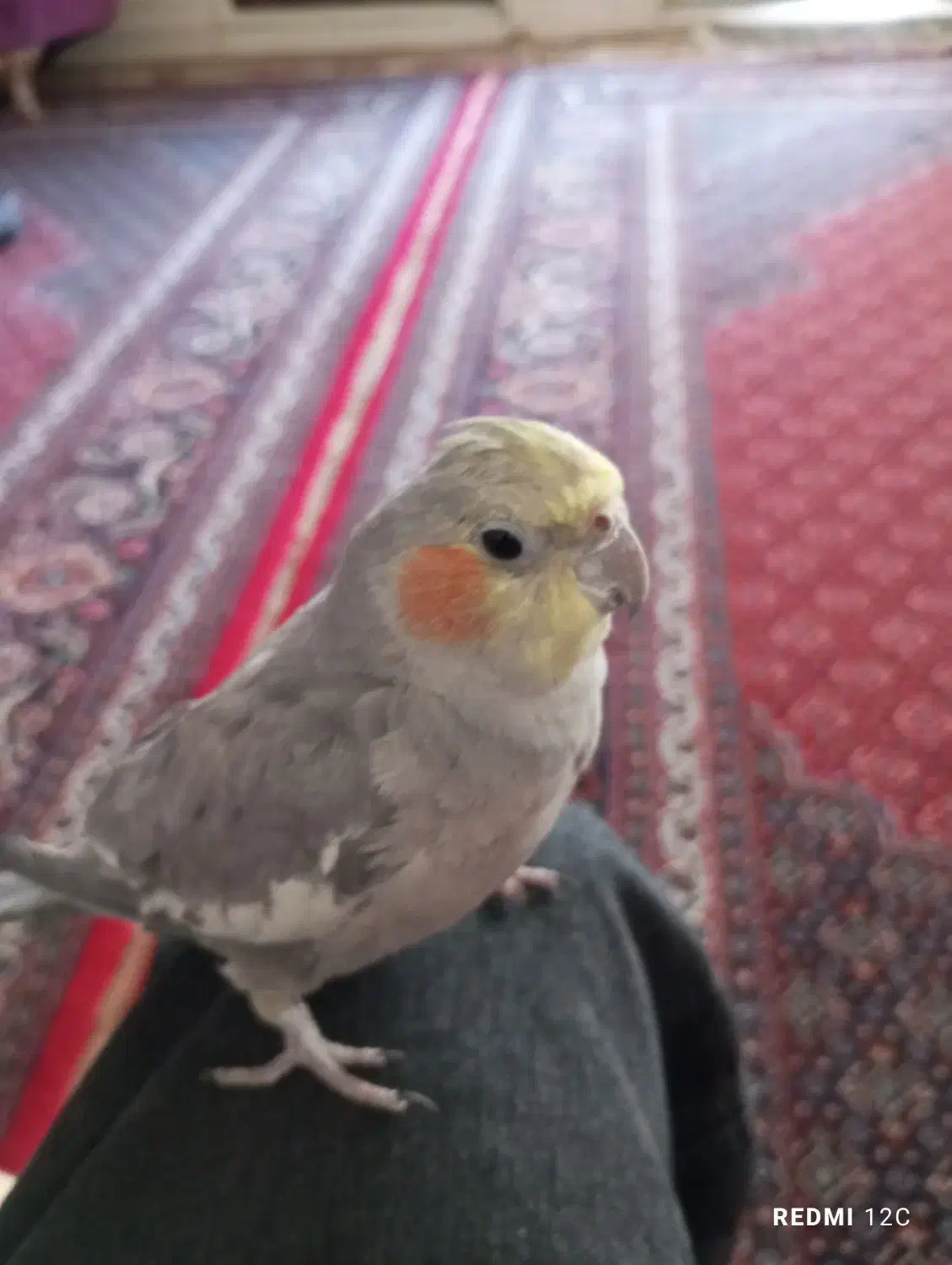 طوطی عروس هلندی نر|پرنده|پارسآباد, |دیوار