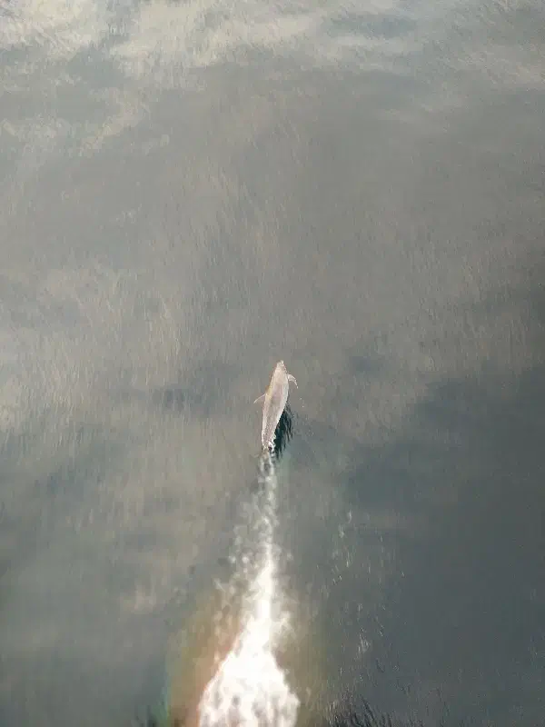 ماهی پرورشی|ماهی|کیاشهر, |دیوار