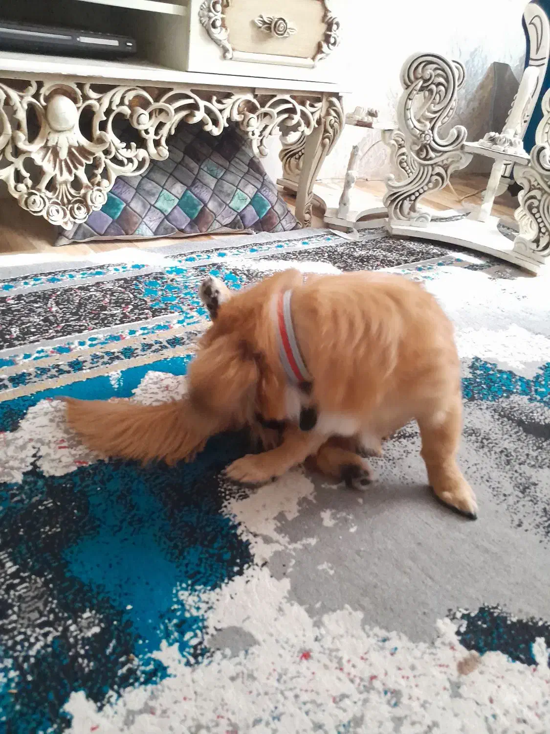 سگ پامر با ژرمن ورک|سگ|قرچک, پویینک|دیوار