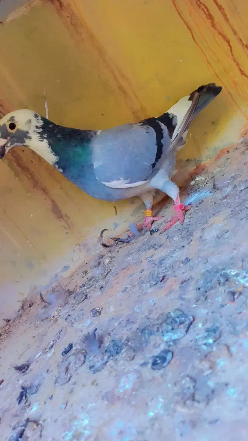 آلمانی|پرنده|بسطام, |دیوار