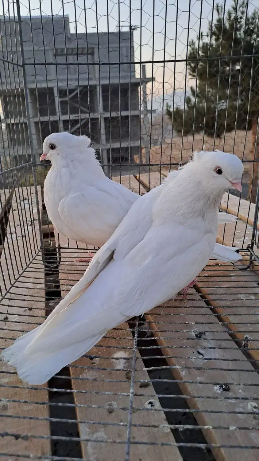 فروشی|پرنده|فردیس, منظریه|دیوار