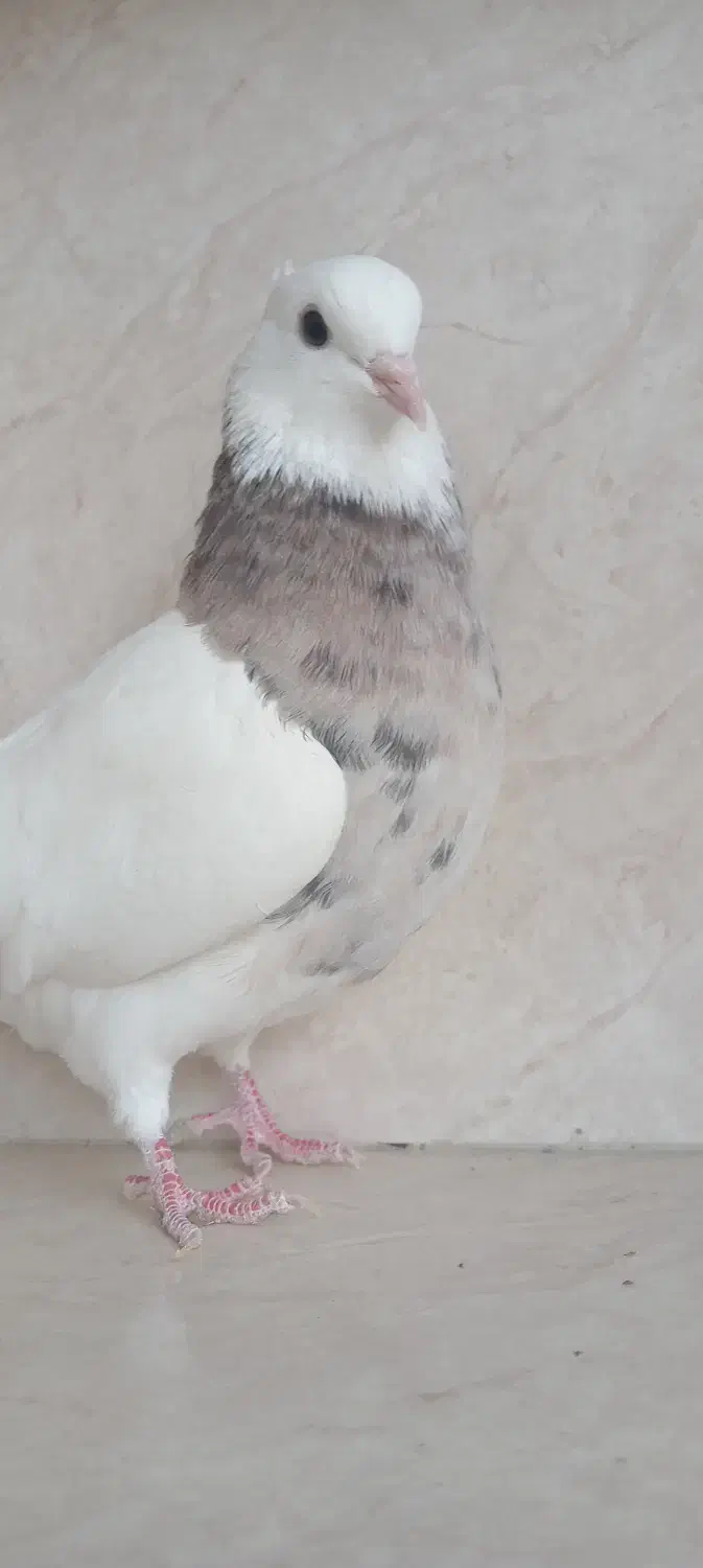 کفتر طوق|پرنده|لردگان, |دیوار