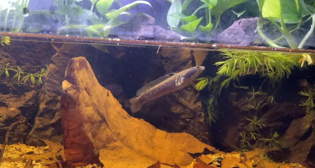 چانا بلوپالچرا|ماهی|اردبیل, |دیوار