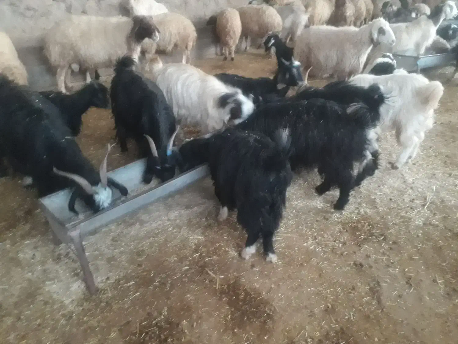 بزغاله فروش|حیوانات مزرعه|هندمینی, |دیوار