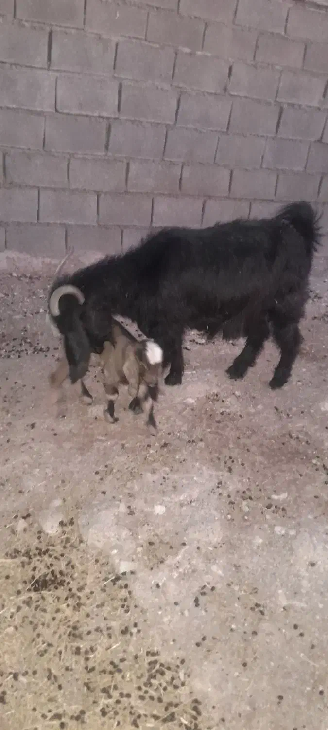 بز وبزغاله|حیوانات مزرعه|دهلران, |دیوار