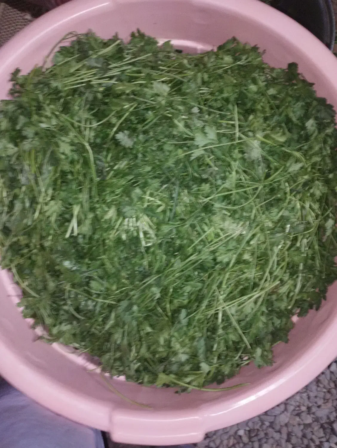 سبزی خورشی تازمحلی|خوردنی و آشامیدنی|خاش, |دیوار