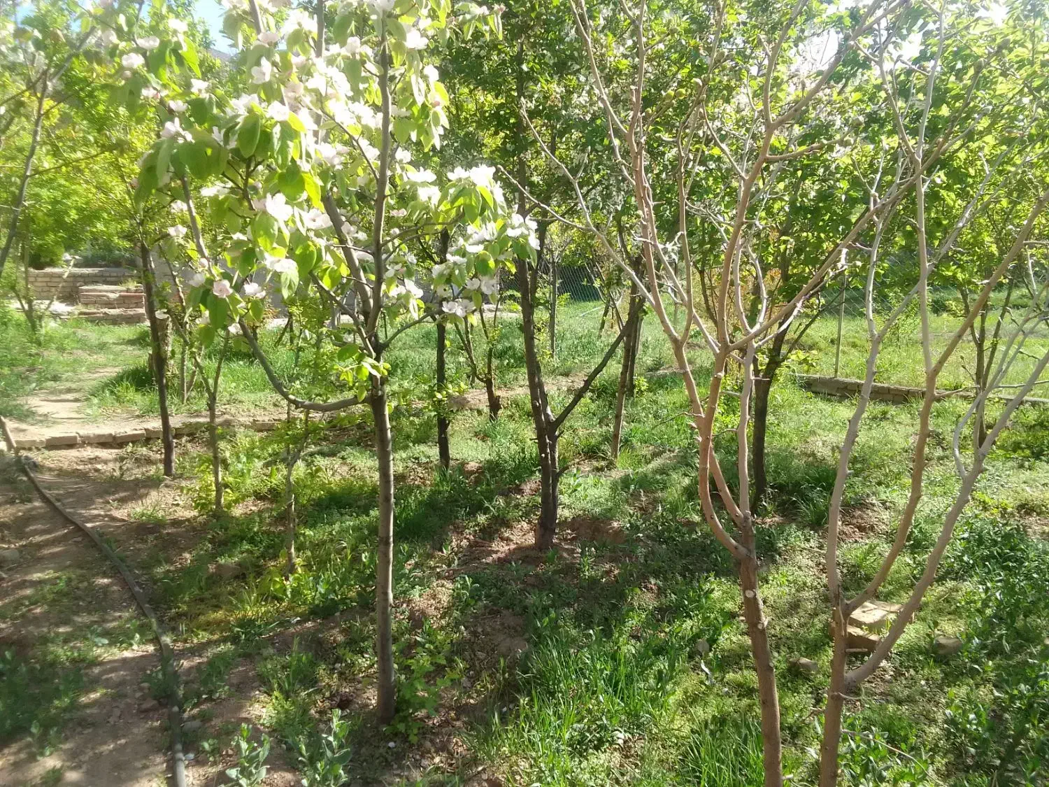 فروش باغچه|فروش زمین و ملک کلنگی|پلنگ آباد, |دیوار