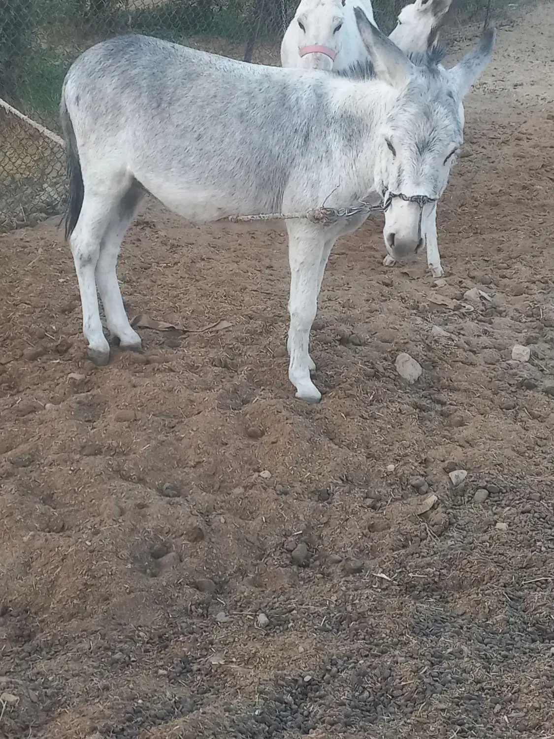 یه الاغ جوان|حیوانات مزرعه|کوهدشت, |دیوار