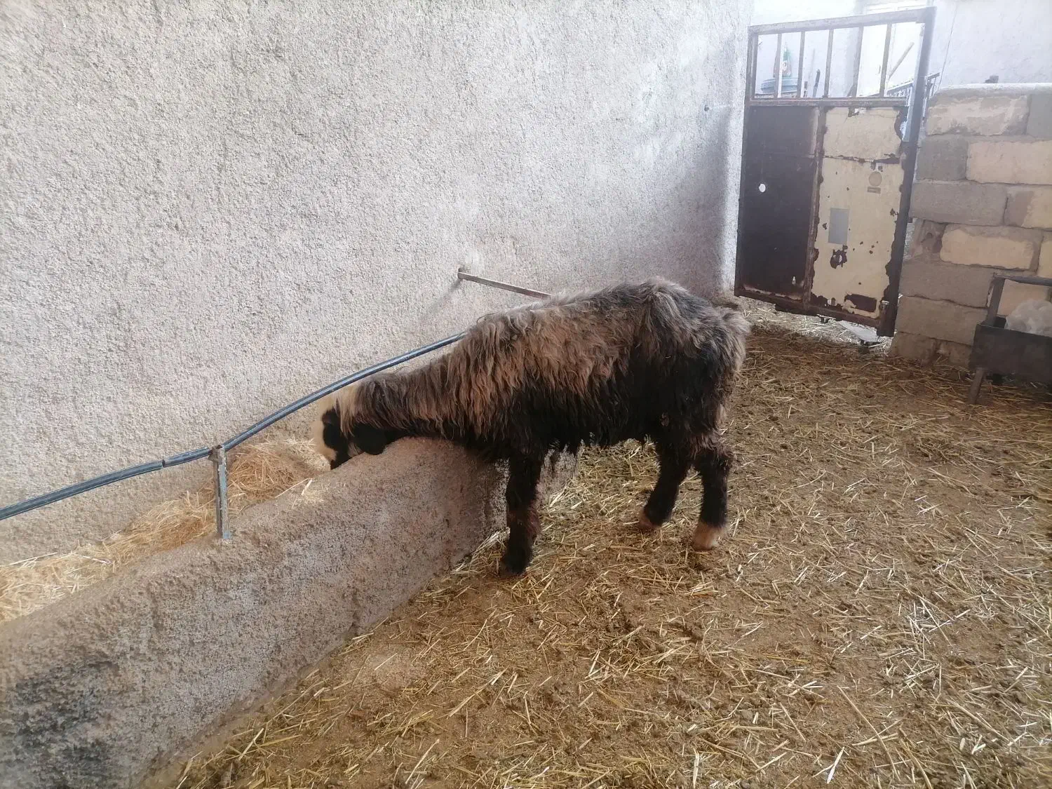 فروش یک راس میش|حیوانات مزرعه|مرودشت, مجد آباد|دیوار