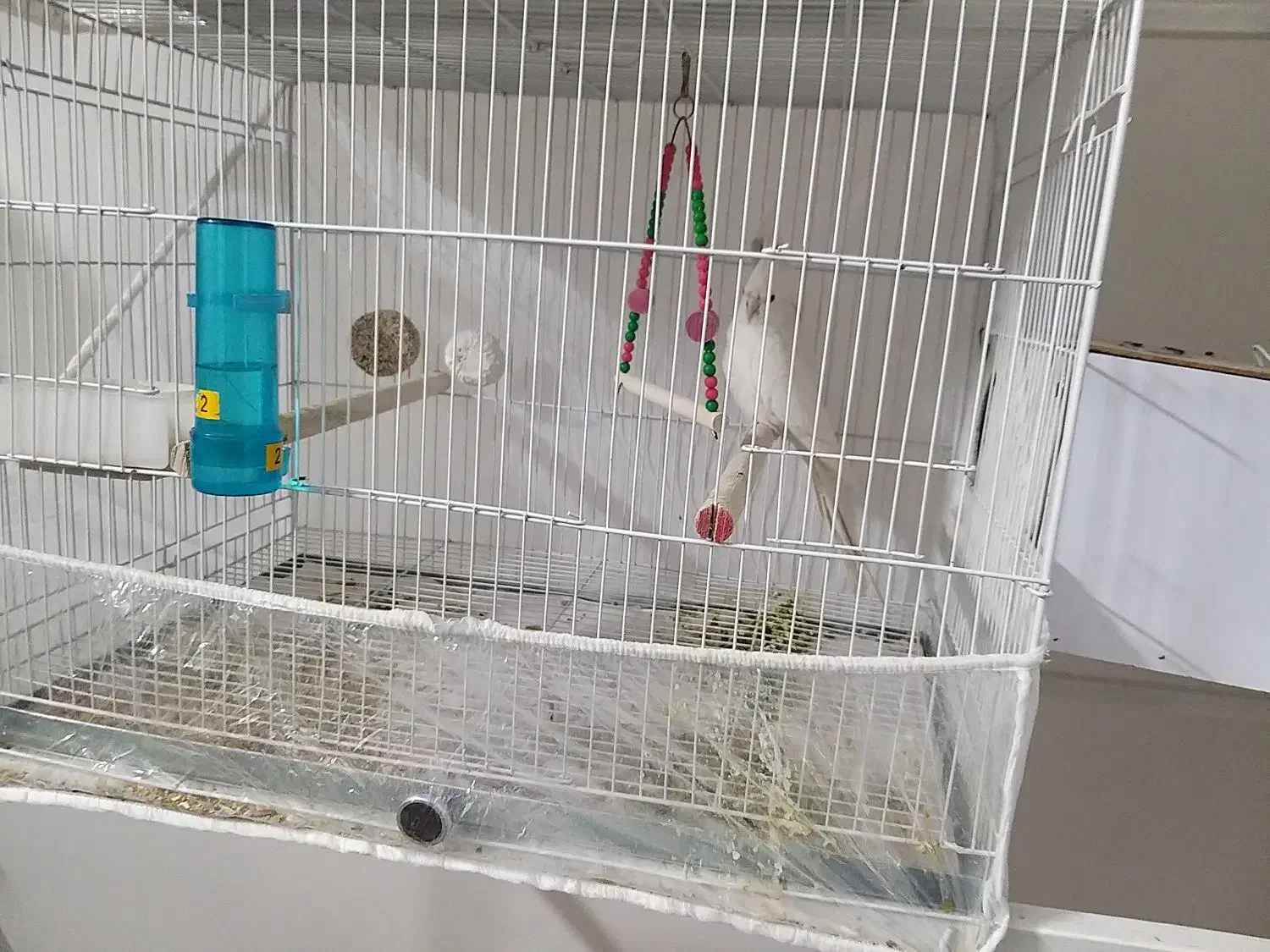 عروس هلندی|پرنده|مشهد, شهرک امام هادی (شهرک غرب)|دیوار