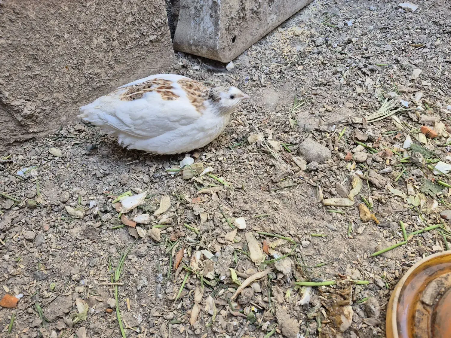 بلدرچین نر|حیوانات مزرعه|گلبهار, شهر جدید گلبهار|دیوار