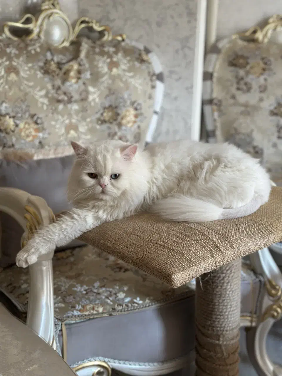 گربه نر برای جفت گیری|گربه|تبریز, |دیوار