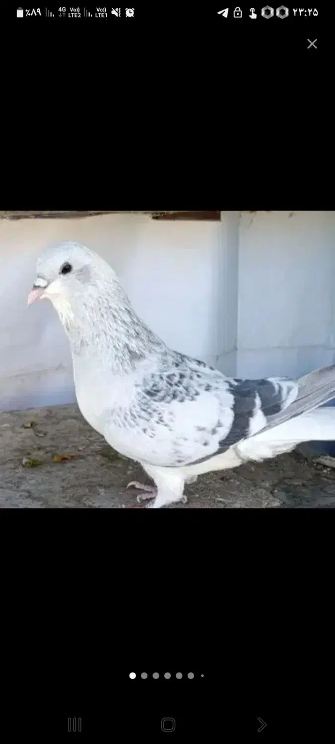 کبوتر ساده گم شده|حیوانات|نیشابور, ابراهیم ادهم|دیوار