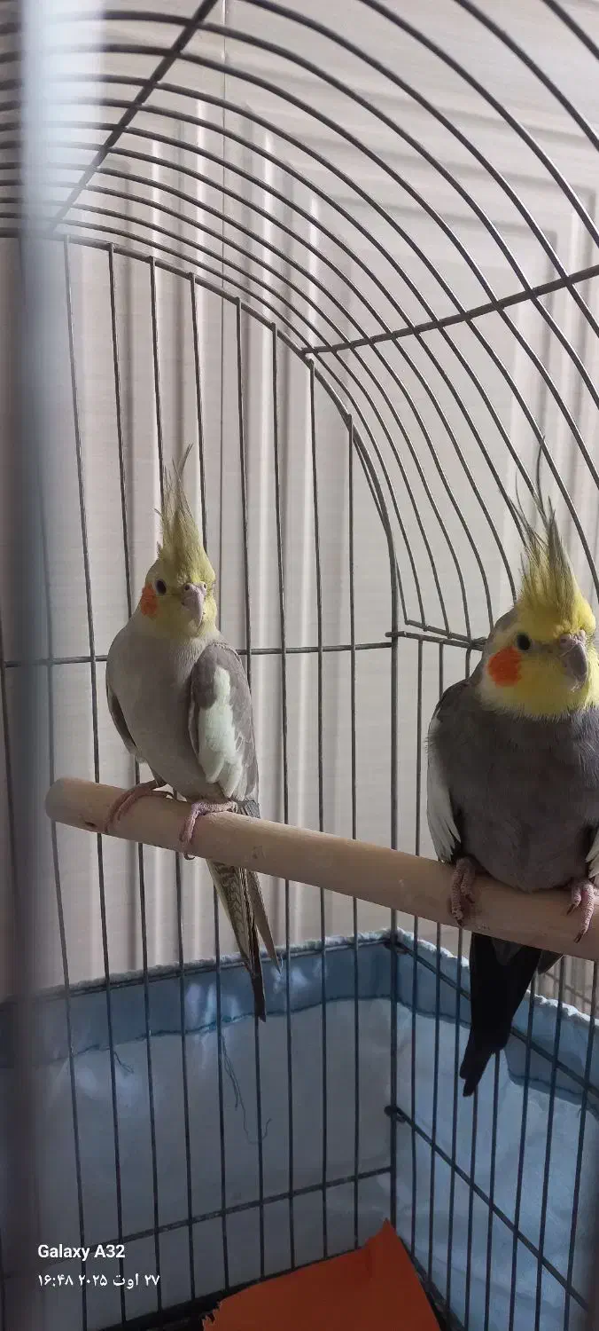 عروس هلندی مولد|پرنده|ری, تقی آباد|دیوار