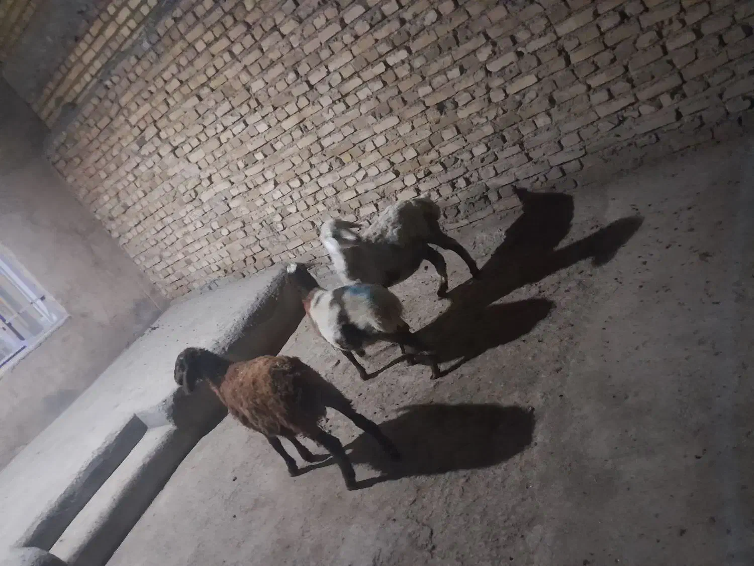 شیشک و بره نر|حیوانات مزرعه|ملایر, |دیوار