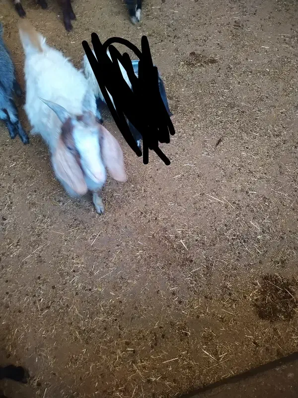 حیوانات مزرعه|حیوانات مزرعه|چگنی, |دیوار