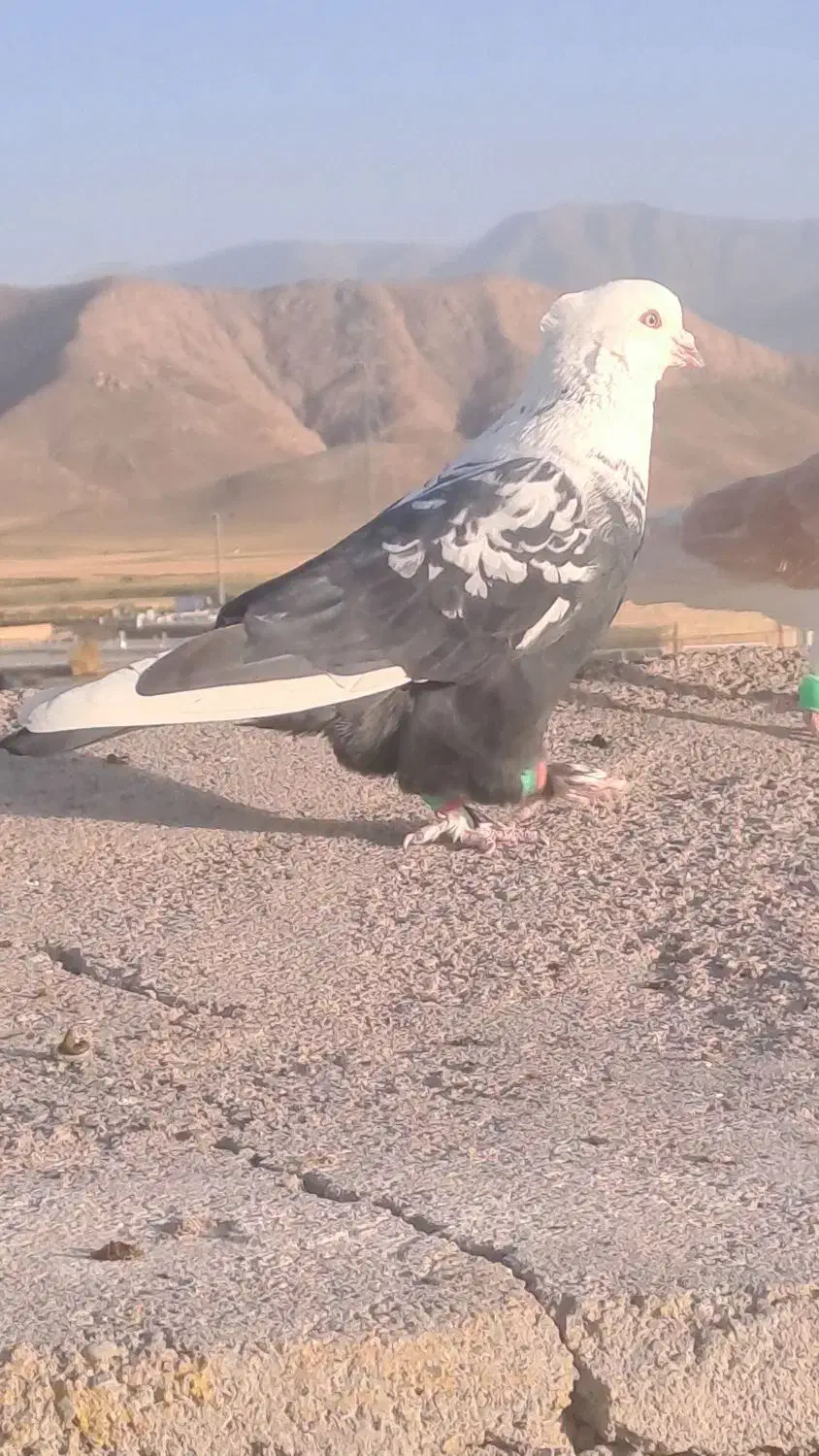 کبوتر|پرنده|فریمان, |دیوار