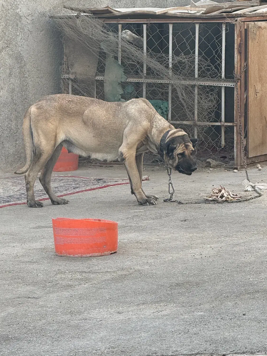 واگذاری ماده سرابی|سگ|بهارستان, |دیوار