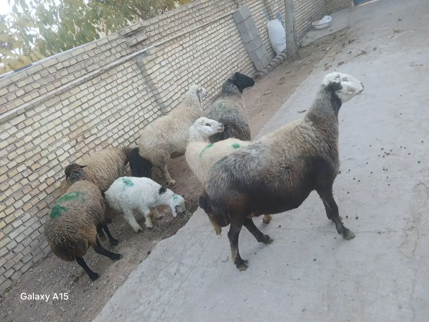 میش داشتی|حیوانات مزرعه|خانمیرزا, |دیوار