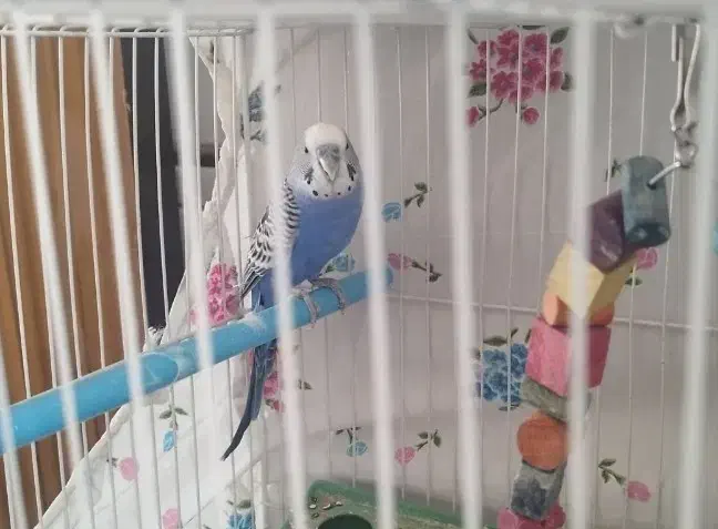 مرغ عشق سالم|پرنده|آیسک, |دیوار