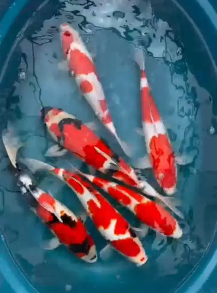 کوی دویتسو و اصیل|ماهی|تهران, دریاچه شهدای خلیج فارس|دیوار