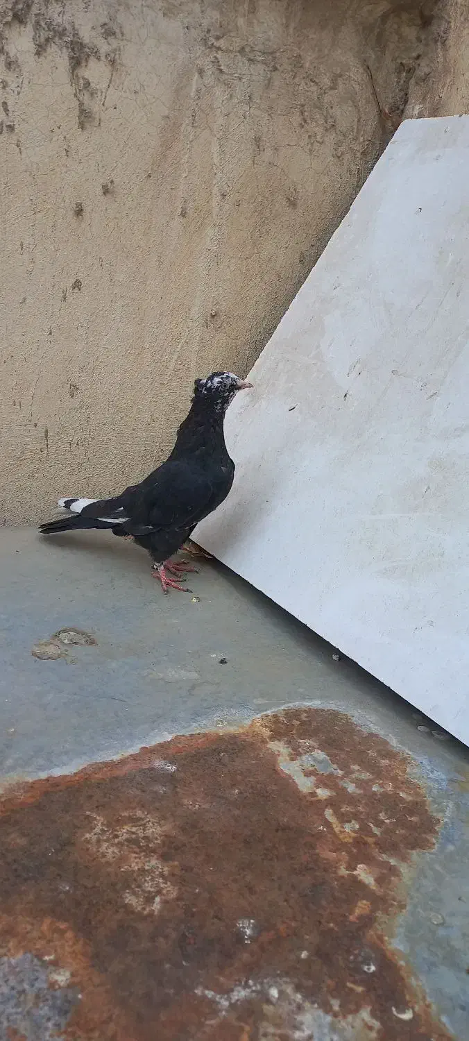 کفتر دمبی|پرنده|لنجان, |دیوار