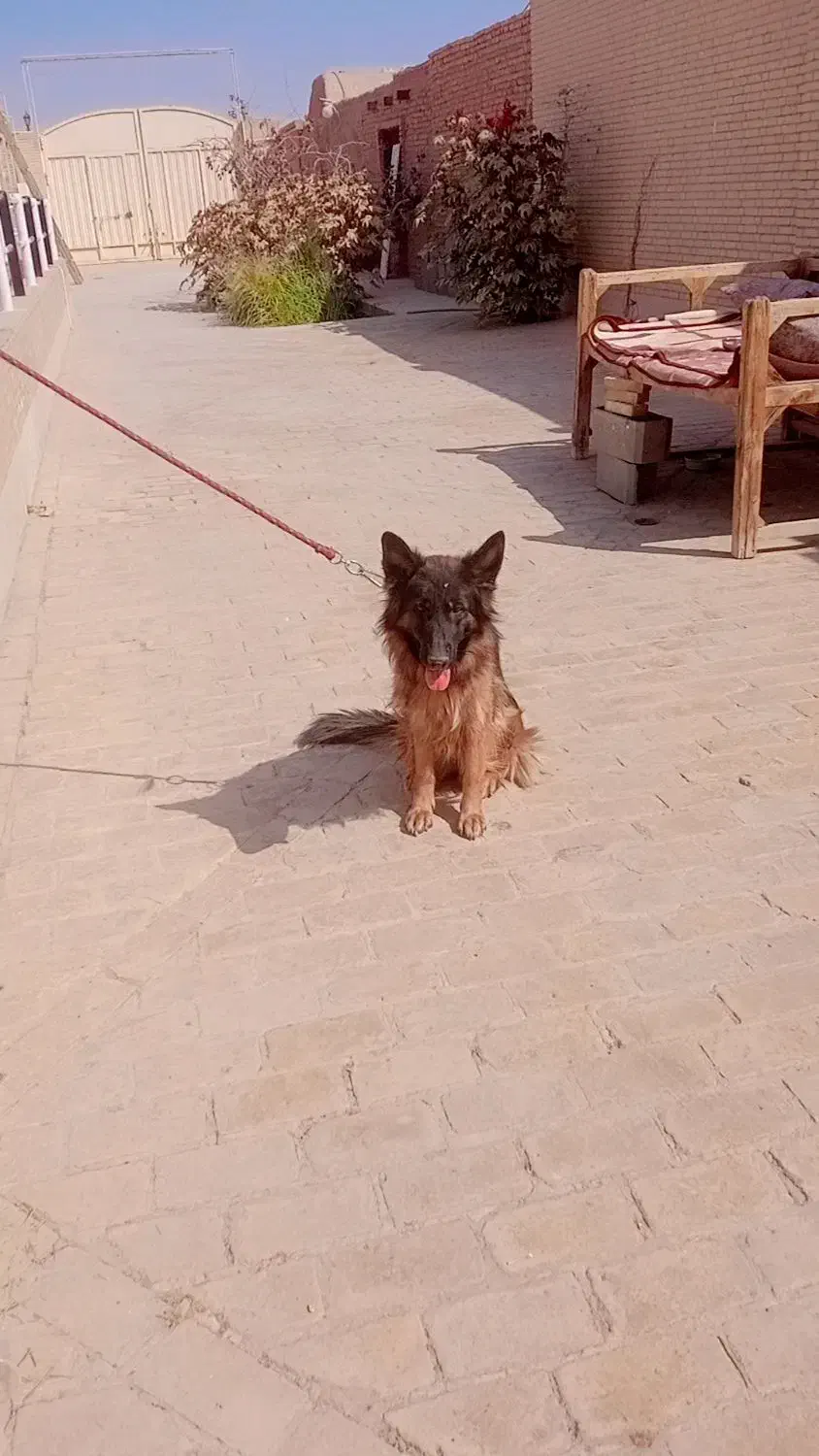 سگ ژرمن|سگ|یزد, |دیوار