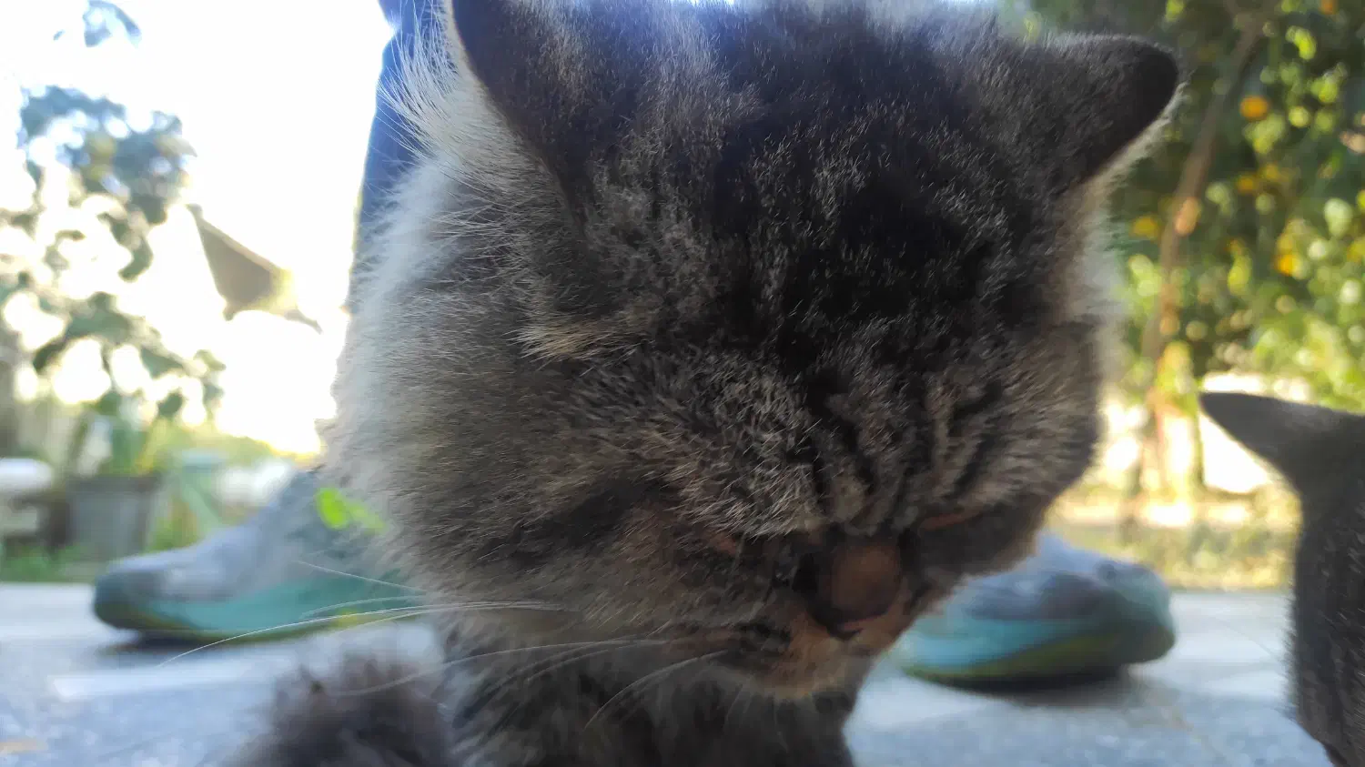 گربه گم شده در روستای حسین آباد ترکیب DHLو پرشین|گربه|رودسر, |دیوار