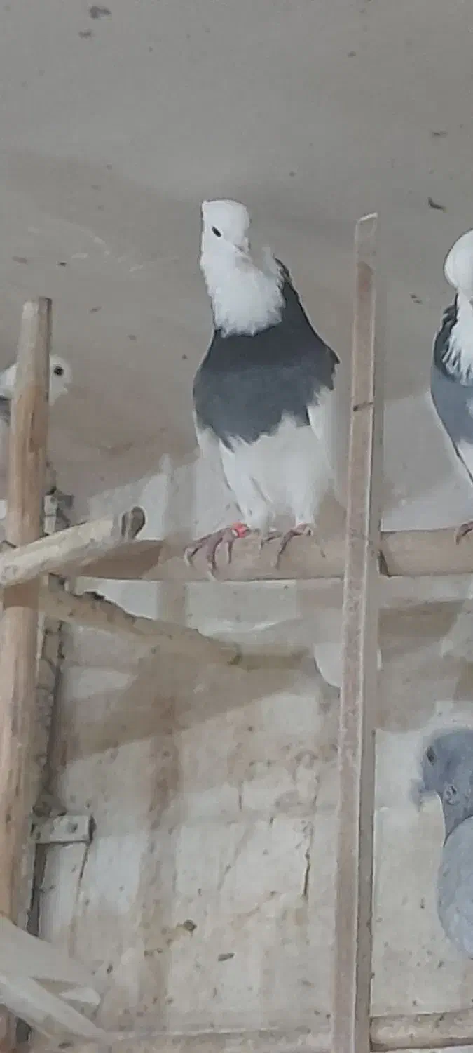 کبوتر طاووسی پلاکی وطوقی وراعبی|پرنده|تهران, امام زاده عبدالله|دیوار