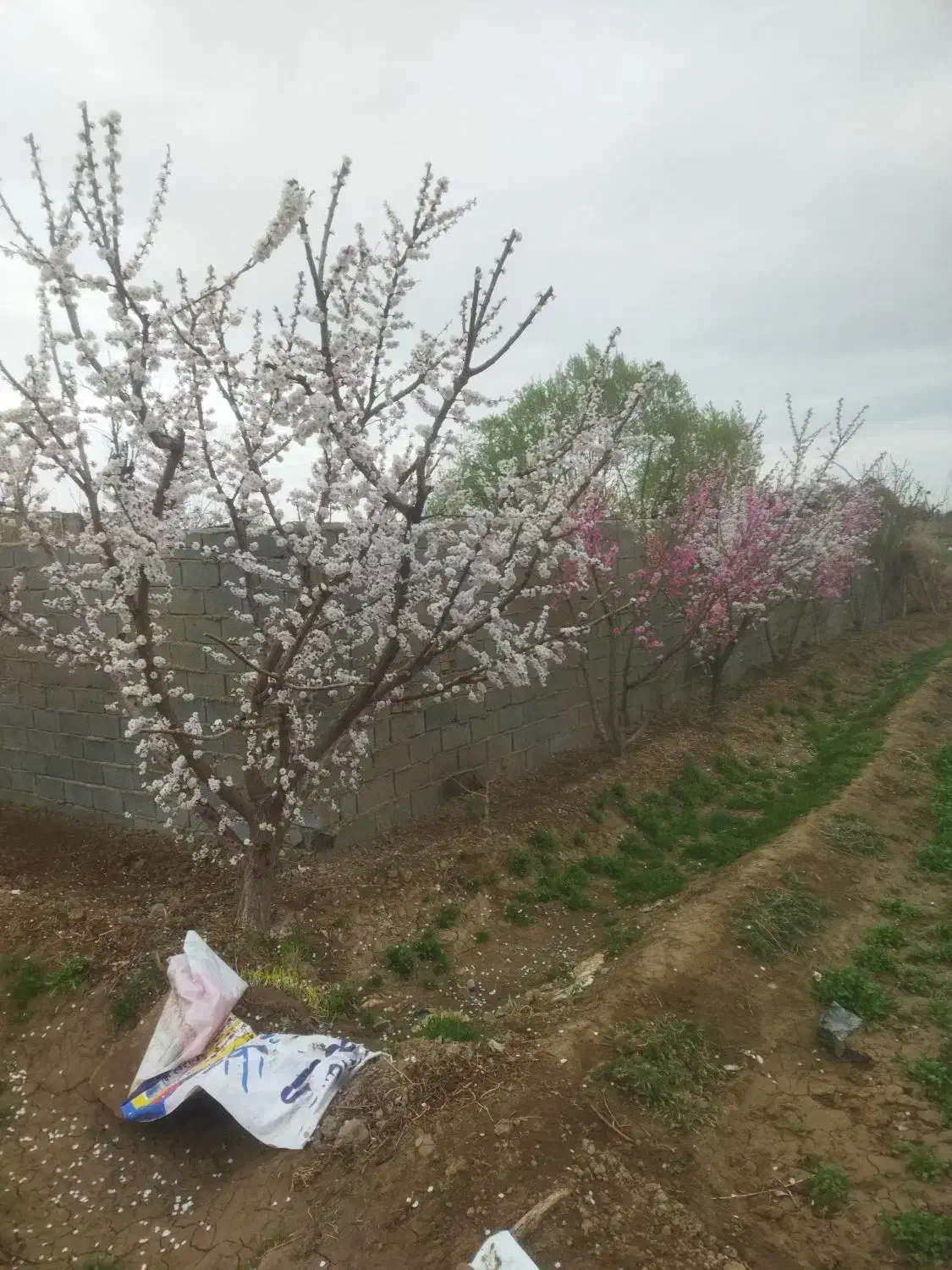 زمین کشاورزی(۹هکتار)|فروش زمین و ملک کلنگی|اسلام‌شهر, کاشانک|دیوار