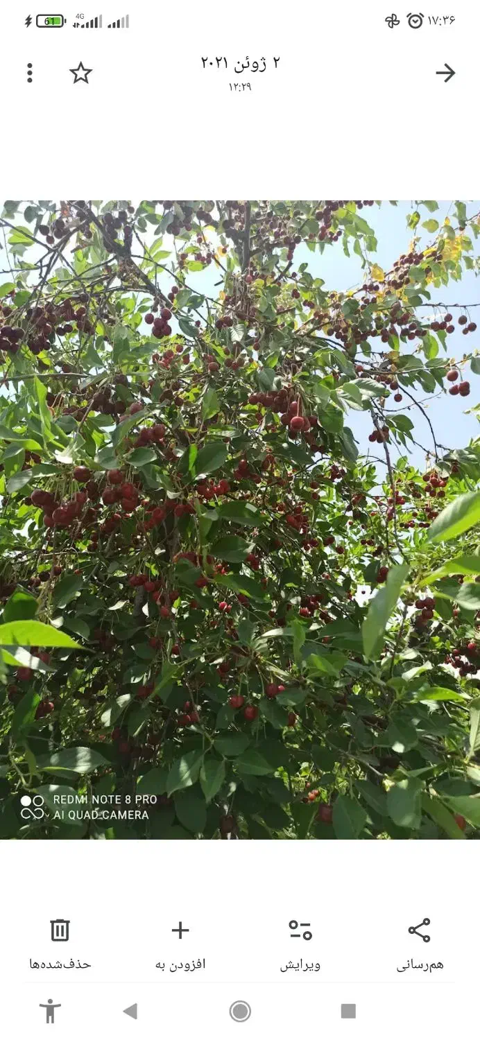 باغ فروشی و معاوضه|فروش زمین و ملک کلنگی|گلبهار, نوبهار|دیوار