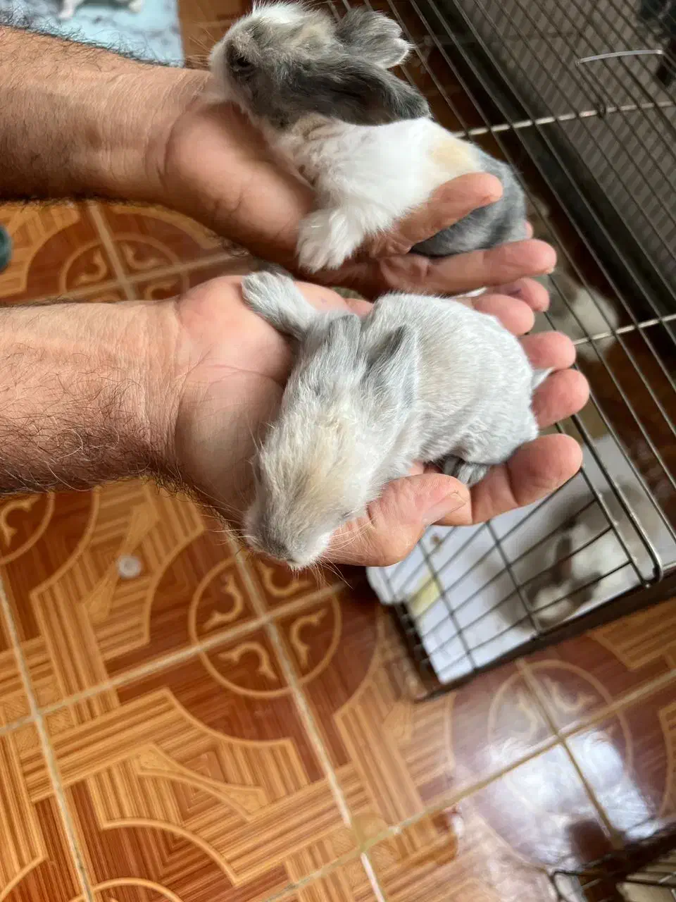 فروش بچه خرگوش آنگورا وجرسی ولوپی ومینیاتوری|موش و خرگوش|کرمانشاه, |دیوار