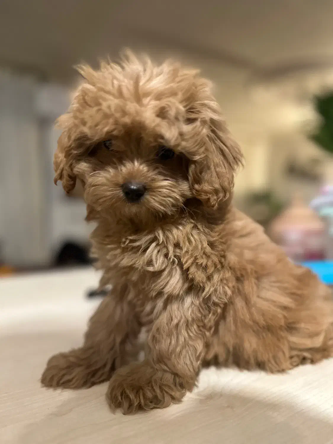 پودل|سگ|تنکابن, |دیوار