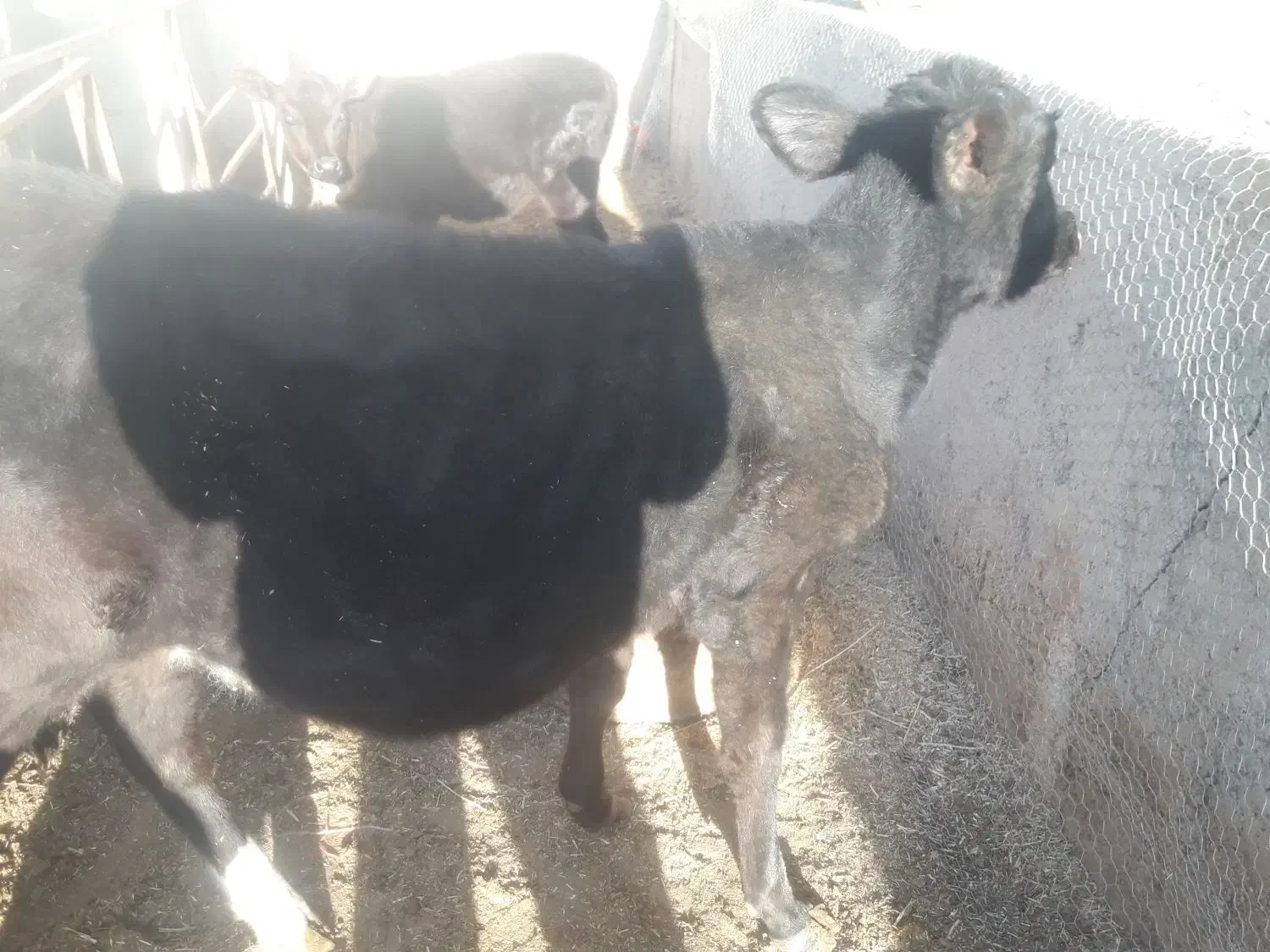 گوساله ماده نژاد جرسی|حیوانات مزرعه|مرودشت, ثبت احوال|دیوار