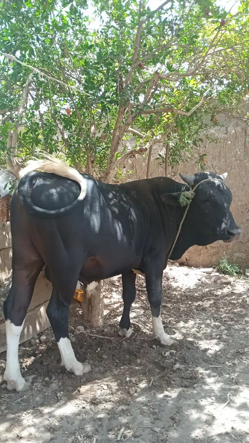 سگ فروشی|سگ|کشکوئیه, |دیوار