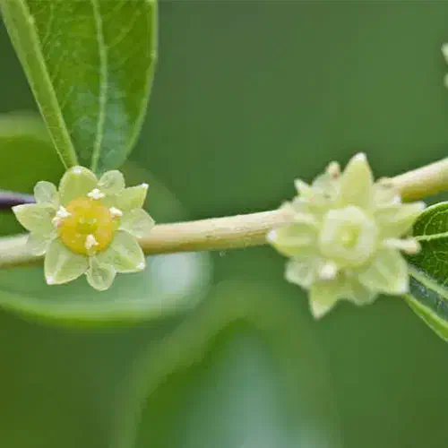 جذب نیروی خانم جهت تولید محتوا ویدئویی|استخدام بازاریابی و فروش|شوشتر, |دیوار