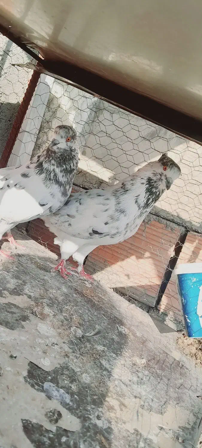 کبوتر|پرنده|فاضل آباد, |دیوار