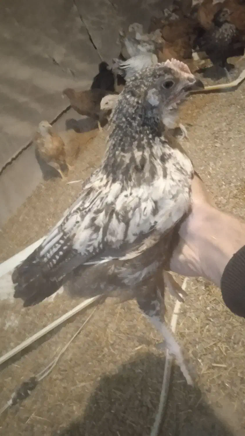 جوجه مرغ محلی|حیوانات مزرعه|تویسرکان, |دیوار