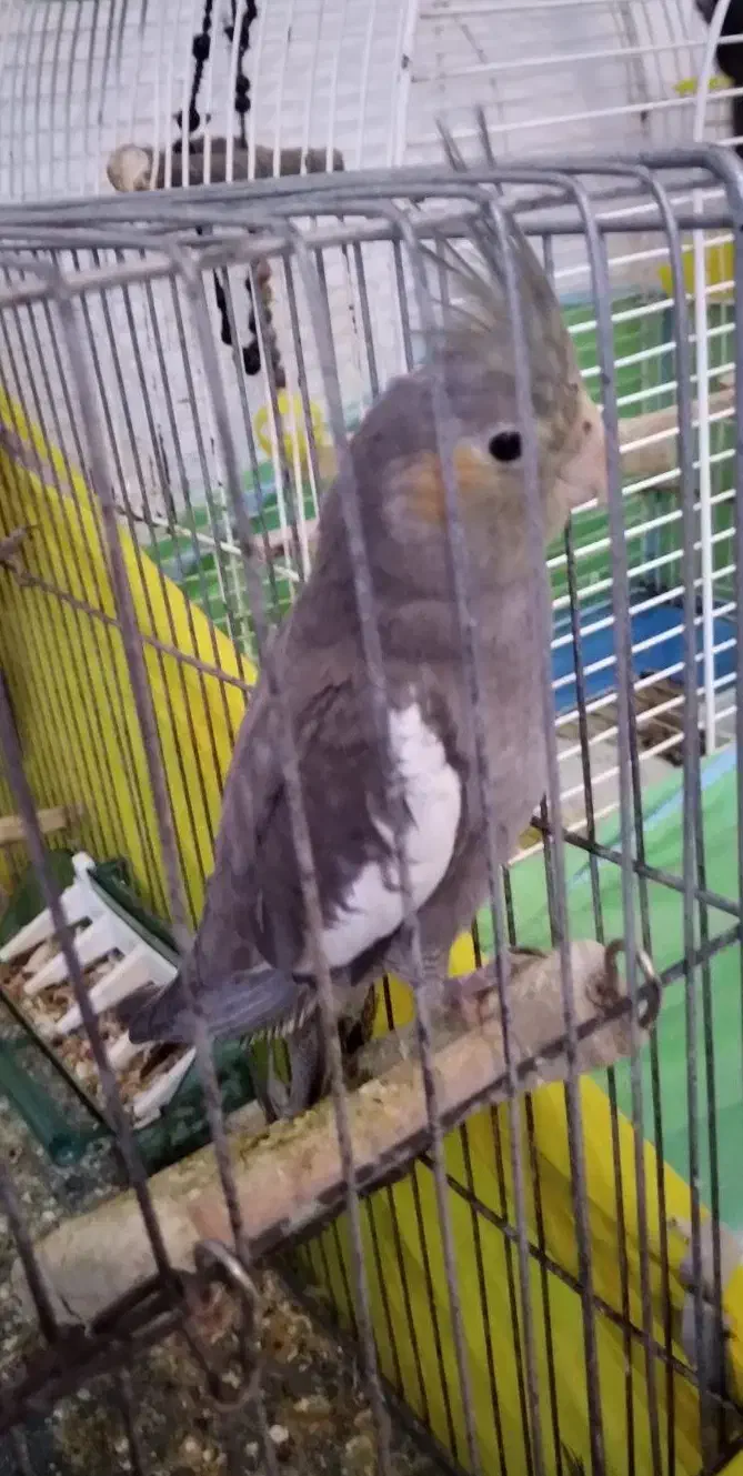 عروس هلندی|پرنده|لاهیجان, کوی خزر|دیوار