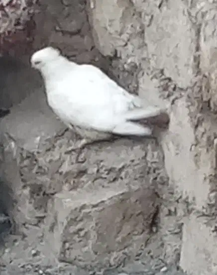 کبوتر دنبی|پرنده|لالی, |دیوار