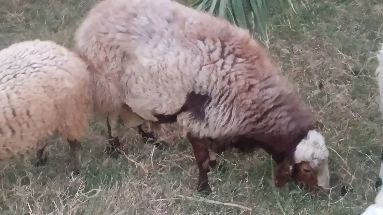 قوچ|حیوانات مزرعه|ریگان, |دیوار