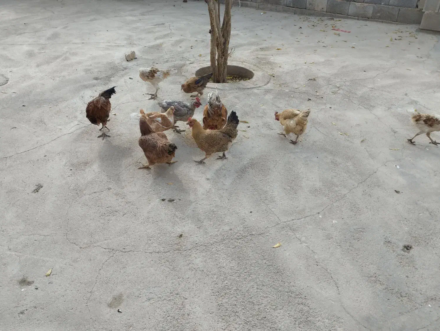 پرنده مرغ|حیوانات مزرعه|لردگان, |دیوار