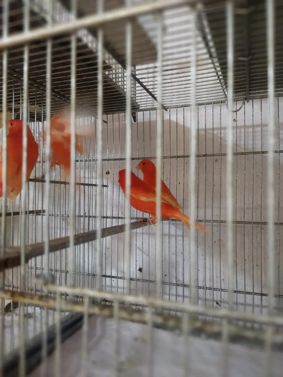 قناری رد فکتور و سرخ|پرنده|تهران, فلسطین (میدان انقلاب)|دیوار